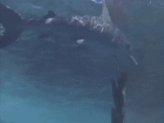image.gif.5902de7373438ba9cab86471dd796153.gif