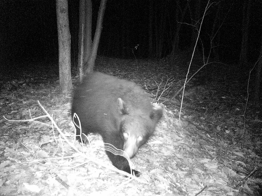 2017 hunting 074.JPG