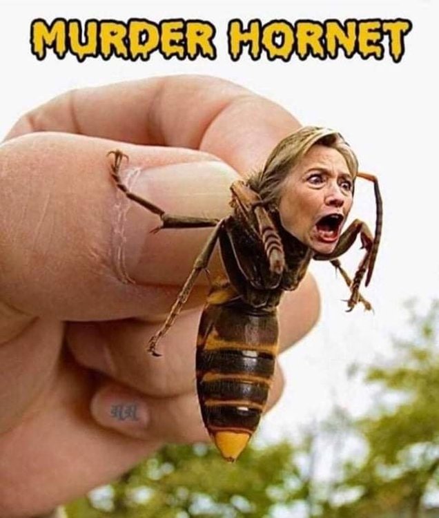 FB_IMG_1588798181861.jpg