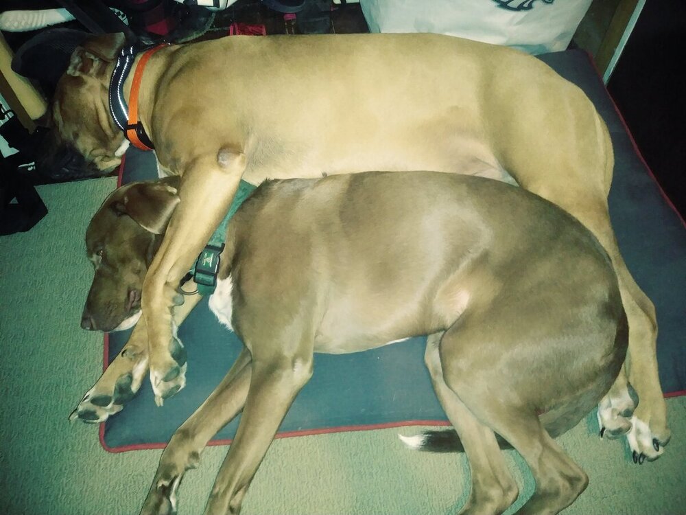 dogs.jpg