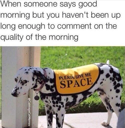 morning-but-havent-been-up-long-enough-comment-on-quality-morning-pleasegive-space-ecabbagecat...jpg.5aea3377ce7300fd9938b959988d73e9.jpg