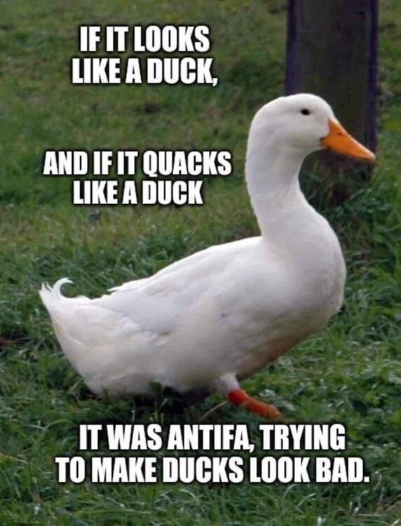DQRhUOv.thumb.jpg.d5dd3c7d7554b8493126c38b65f386f9.jpg