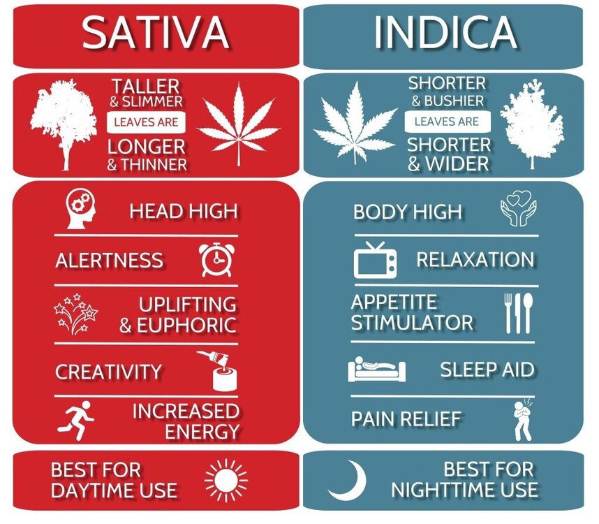 5cfe8ea05de6477afc8c2846_indica-vs-sativa.thumb.jpg.e047c851766348b0f93a8e09cda8372a.jpg