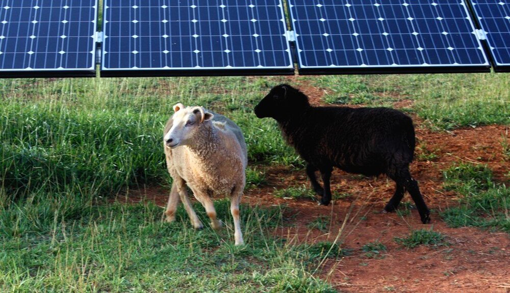 solarsheep.jpg