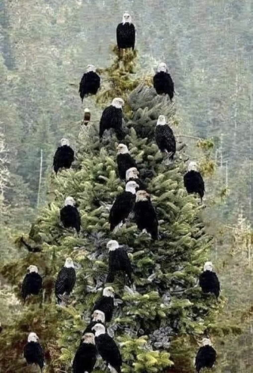 Eagle Tree.png