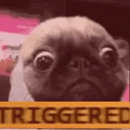 pug.gif.6d636cce8957c70e837edda4389b2fe1.gif