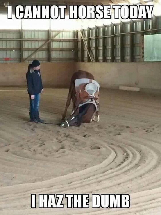 269082875_FunnyHorsehumorquote!_IcannothorsetodayIhazthedumb__Horselookingprettydumbwithhisheadfallingdowntotheground.Lookattheladyjustlookingathim!lol.thumb.jpg.900623705feceec8128a6827f48763ca.jpg