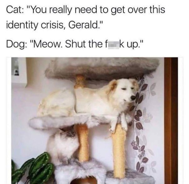 image.jpeg.c53ef5b71a0130c5d5f7a622600daec7.jpeg