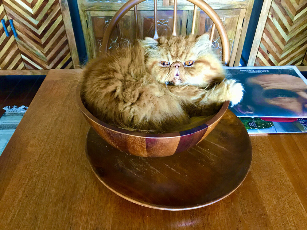 Justrelax's cat Benjamin.JPG