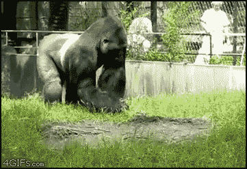835540517_flingingpoo.gif.d625968a9dac9b20485bb1cfbdc06cda.gif