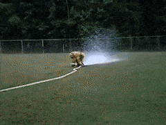 image.gif.cd74c596da039cec8b555ddfd3373258.gif