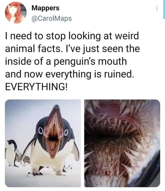 image.thumb.jpeg.1728debc04f66740bb1d48a3dbb3a32b.jpeg