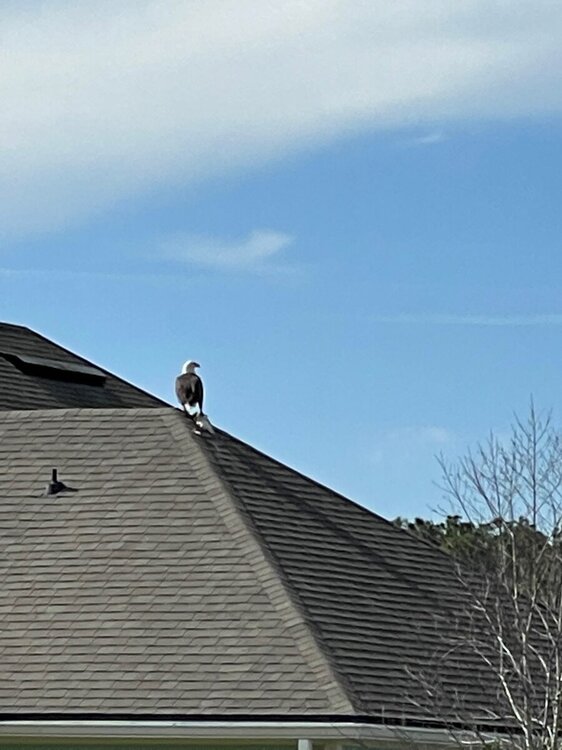 Eagle.jpg