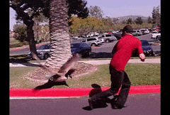 image.gif.6588532578cbdf07d138929eda74bf4f.gif