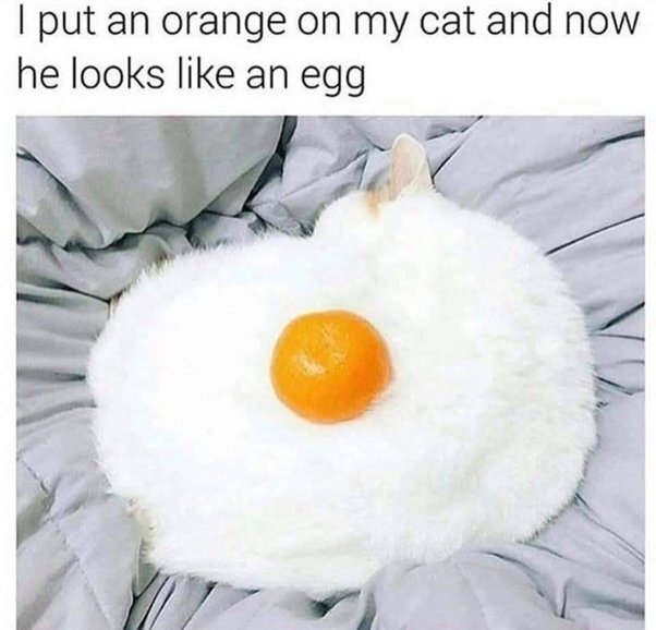 image.jpeg.55ec214987e101dcd7f80edab25d8c45.jpeg