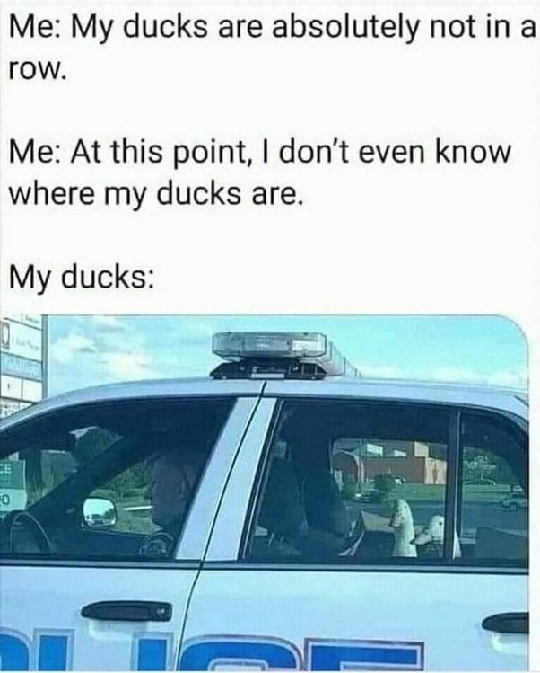 image.jpeg.775736ed3a4808204f688fc5bc7e9c99.jpeg