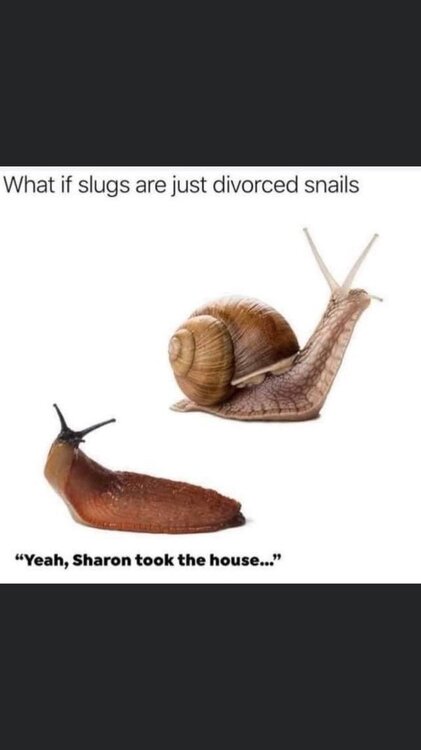 image.thumb.jpeg.878a2f7b480f86e6848790be4a29fd98.jpeg