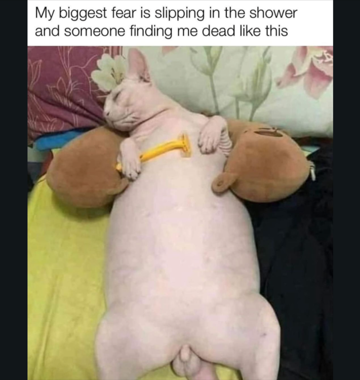 image.thumb.png.3ba583b3ce87925263ab43fa3eefdec6.png