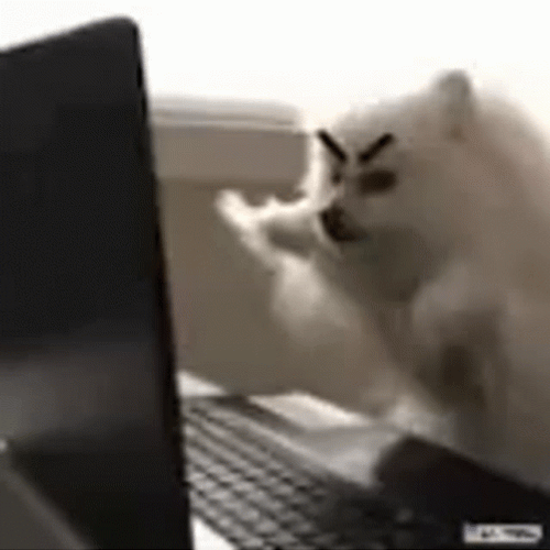 angry-dog-typing-laptop-triggered-9y6dha97nogy249k.gif.f3a9a12c56fa78b2a0fdbb1a9b098f1a.gif