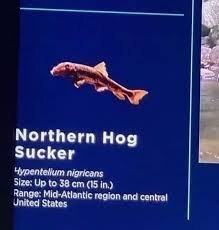 image.jpeg.66129aa279485df9a696fd7e00d780ab.jpeg