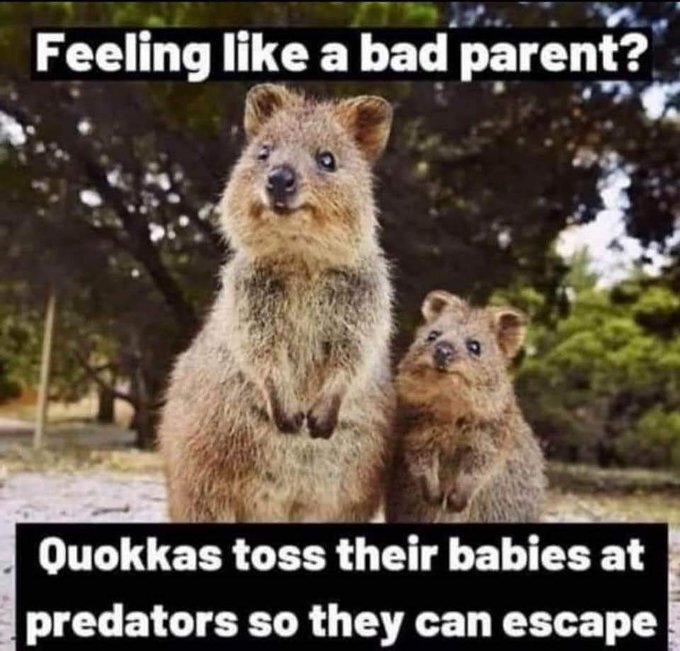 image.jpeg.5184abce18e66a119e451929182e8d76.jpeg