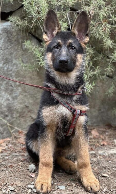 advice-female-german-shepherd-puppy-v0-porijvtc2ebb1.jpg