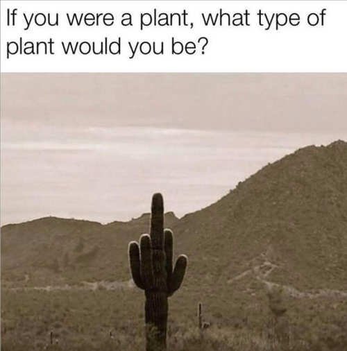 if-you-were-plant-cactus-flipping-bird.jpg.e40bb23e2265a5f54c94aea60646f4b9.jpg