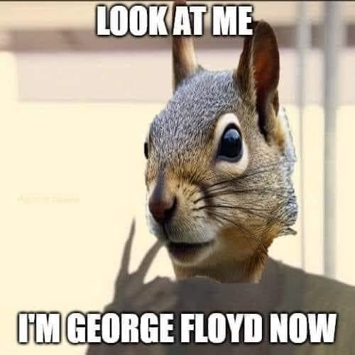 image.png.4b04da14ae4ca423cfff1796e558841a.png
