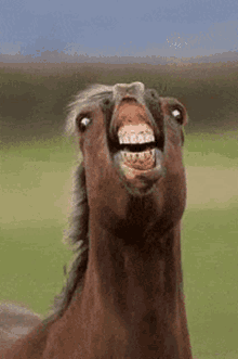 horse.gif.fbe62a8db692dbf14f88c6e2821902a6.gif