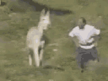 animals-dongkey.gif