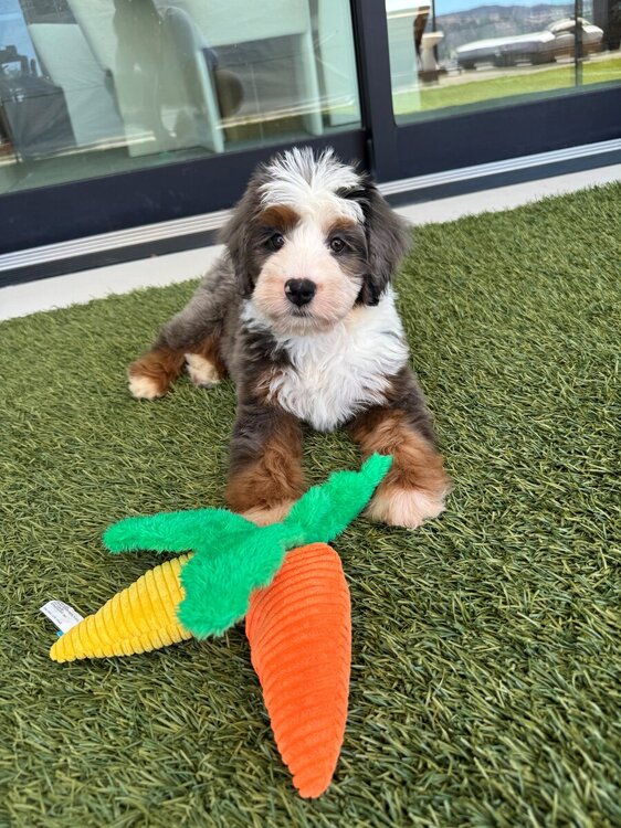 Barkley pic.jpg