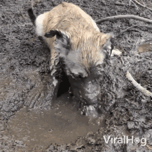 image.gif